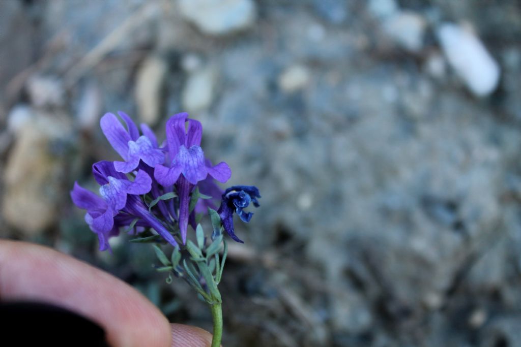 Linaria alpina